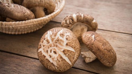 le champignon Shiitake