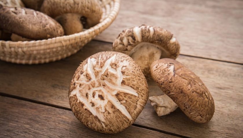 le champignon Shiitake