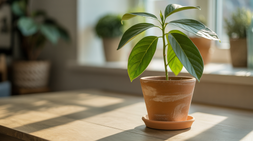 découvrez nos astuces et conseils pour réussir la plantation d’un avocat, que ce soit en pot ou en pleine terre. maîtrisez chaque étape pour obtenir un bel avocatier et savourer vos propres avocats maison.