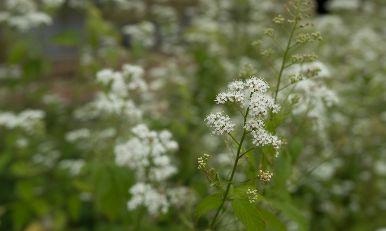 découvrez comment utiliser la reine des prés en tisane ou en teinture pour profiter de ses bienfaits naturels. conseils de préparation, dosage et astuces pour une utilisation simple et efficace.
