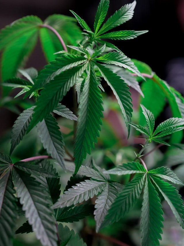 Plan de cannabis
