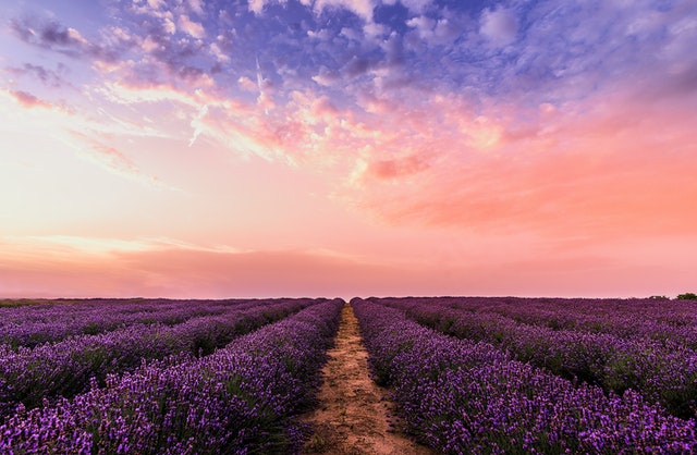 champ de fleurs de lavande