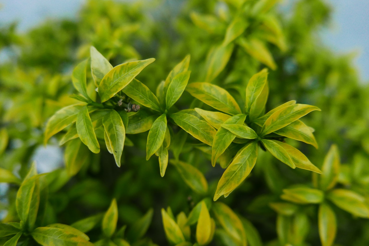 une plante médicinale