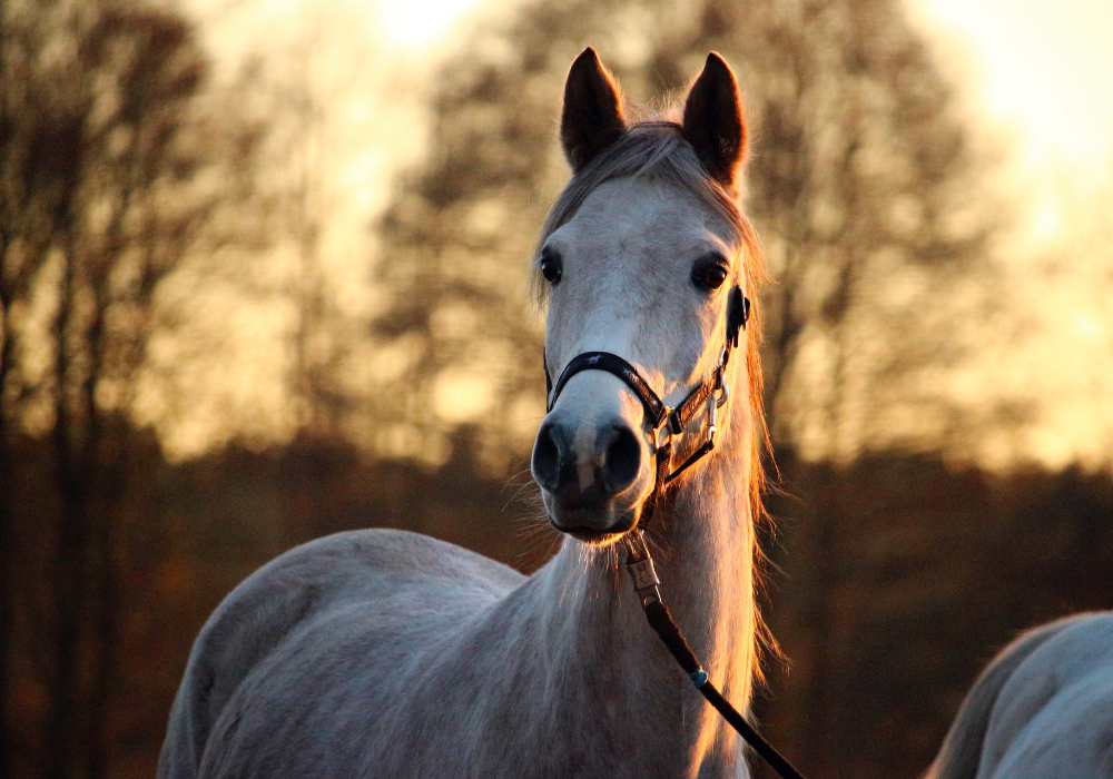 photo d'un cheval