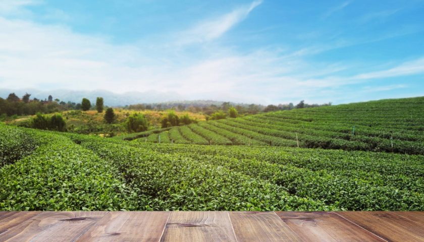 plantation thé bio