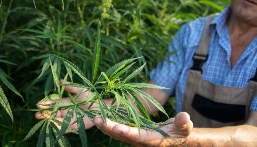 un homme tenant des plants dans les mains