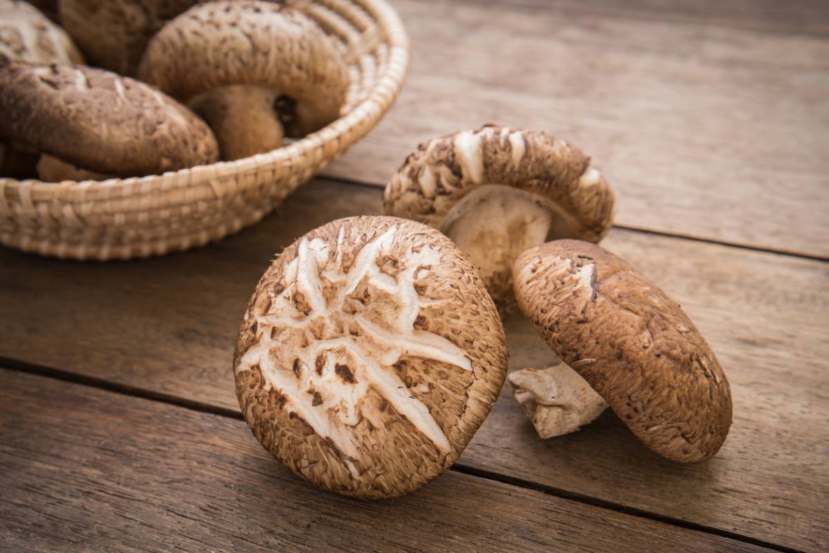 le champignon Shiitake